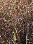 Image of Arizona bluehearts