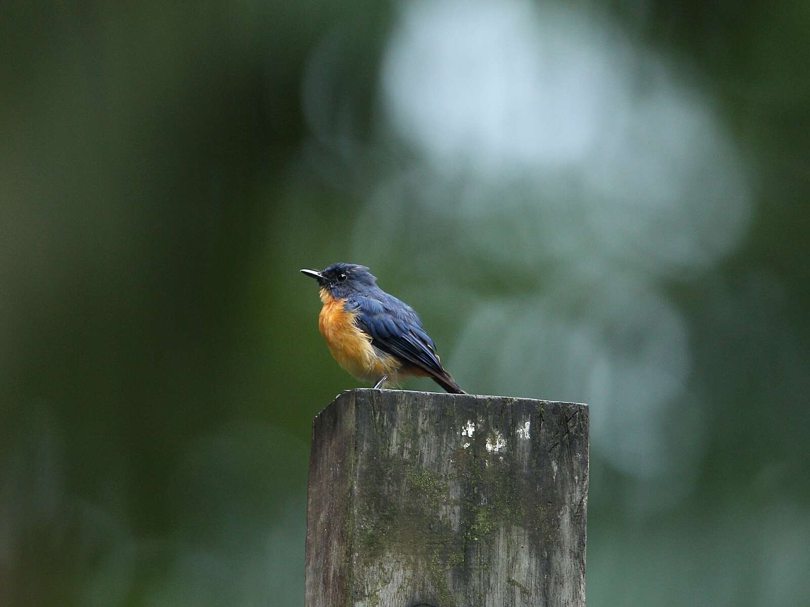 Image of Bornean Blue Flycatcher