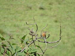 Image of Brown-backed Chat-Tyrant