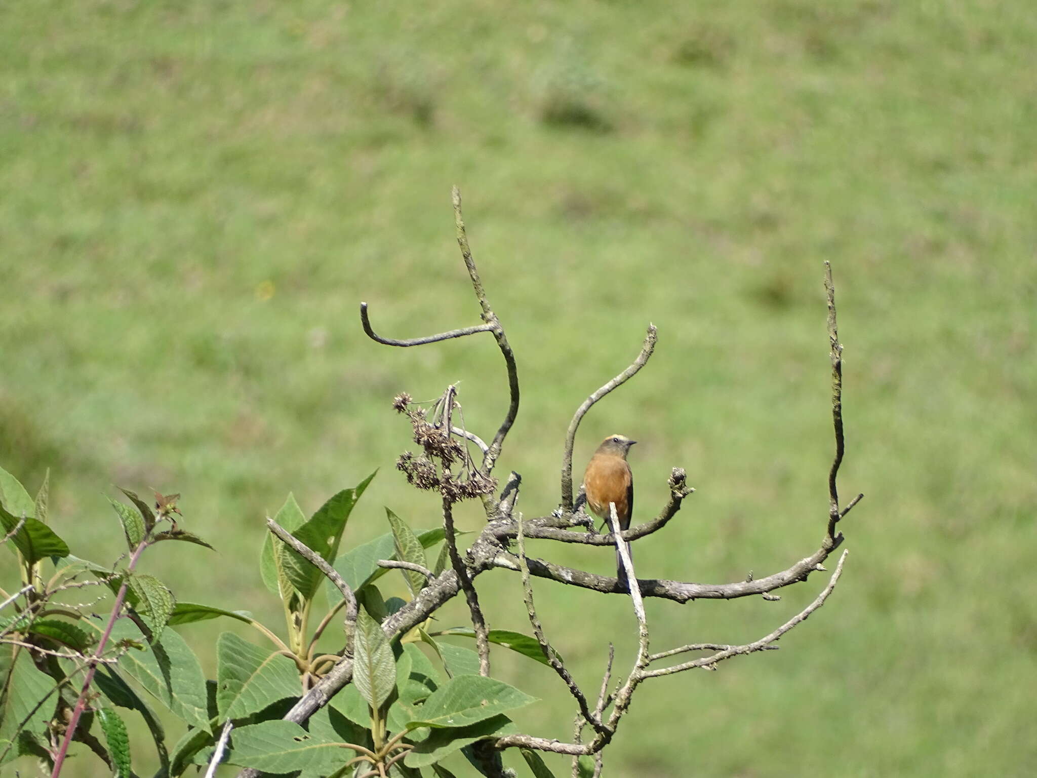 Image of Brown-backed Chat-Tyrant