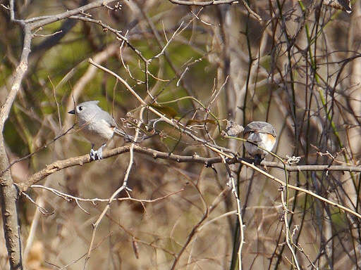 Image of American Titmice