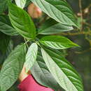 Sivun Clerodendrum cyrtophyllum Turcz. kuva