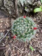 Image of Mammillaria crinita DC.