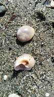 Image of fly-speck moonsnail