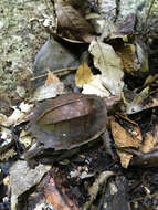 Image of Keeled box turtle