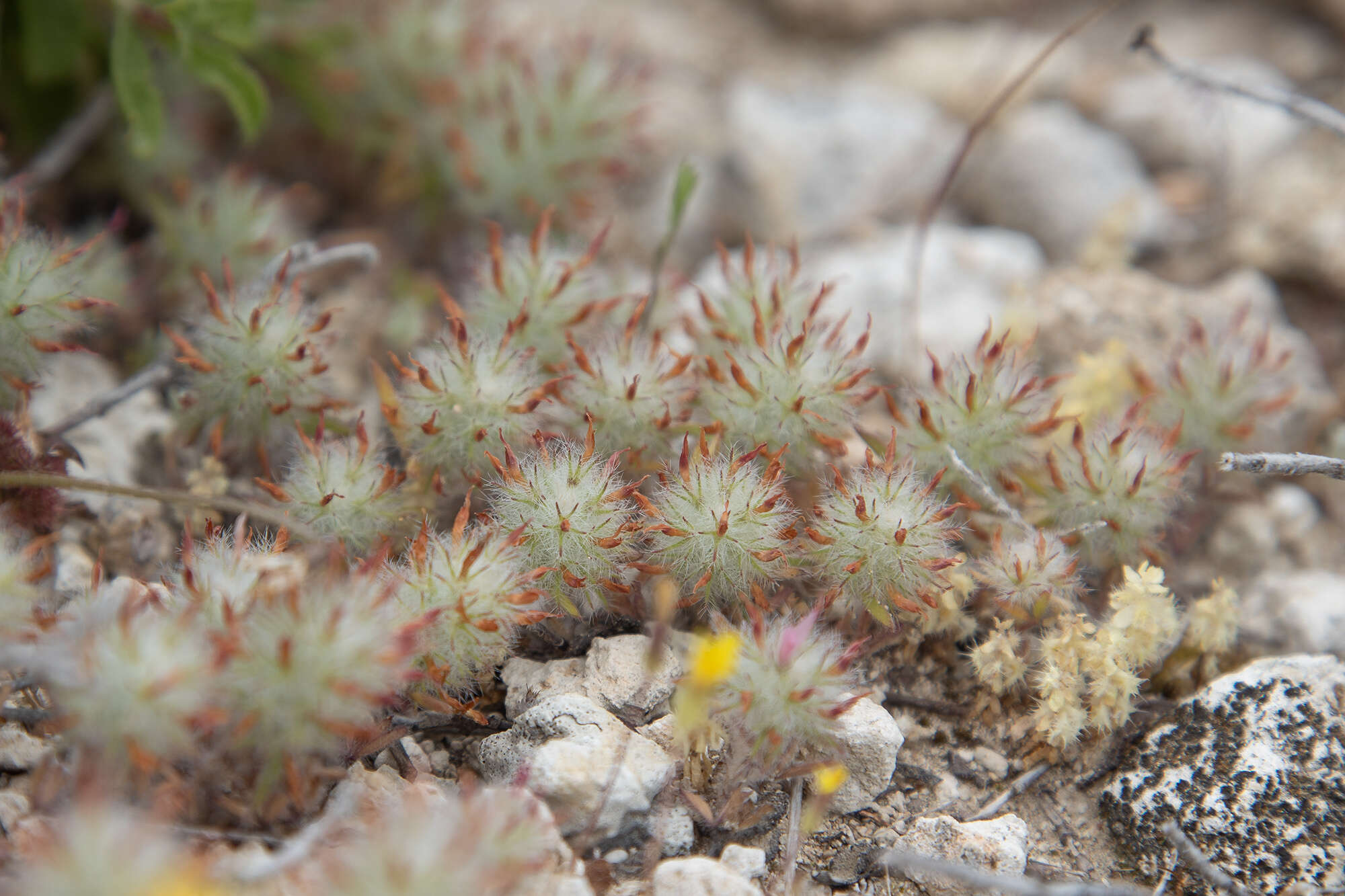 Image of Trifolium infamia-ponertii Greuter