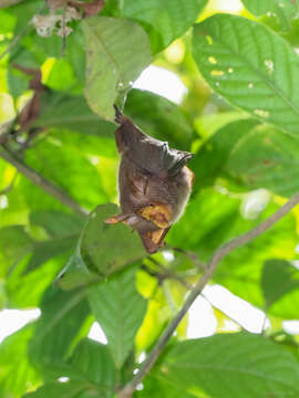 Image of Trefoil Horseshoe Bat