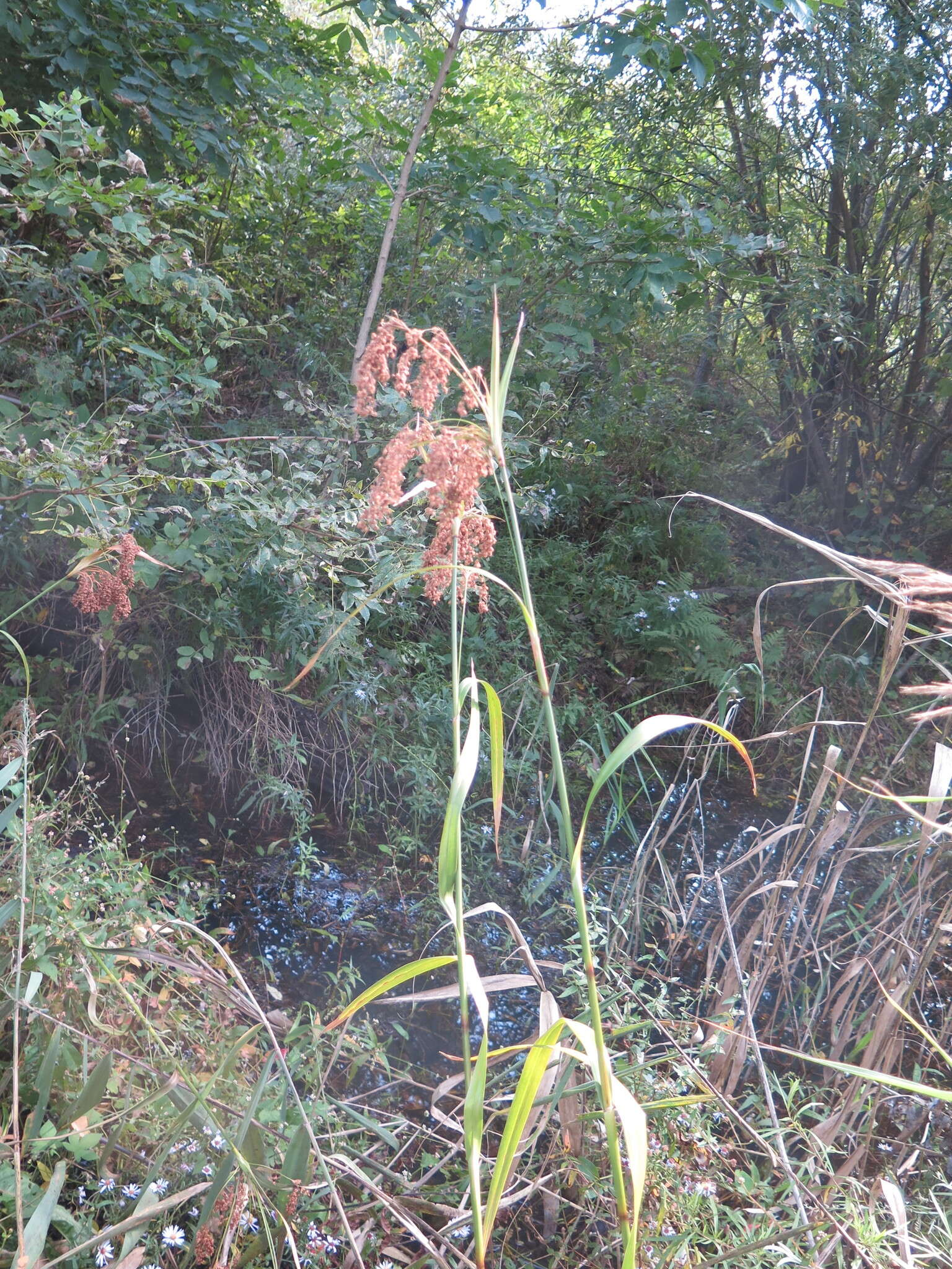 Imagem de Scirpus lushanensis Ohwi