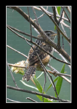 Image of Grass Wren