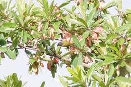 Image of Lesser Honeyguide