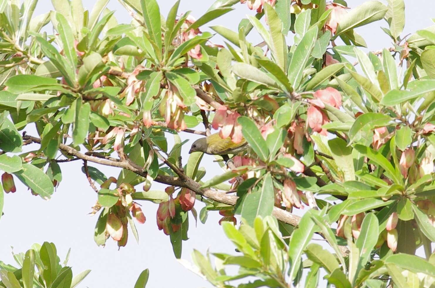 Image of Lesser Honeyguide