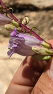 Image of southwestern beardtongue