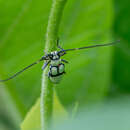 Image of Adesmus clathratus (Gistel 1848)