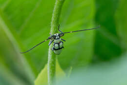 Image of Adesmus clathratus (Gistel 1848)