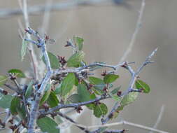 Imagem de Prunus texana Dietr.