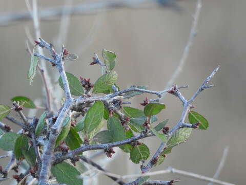 Plancia ëd Prunus texana Dietr.