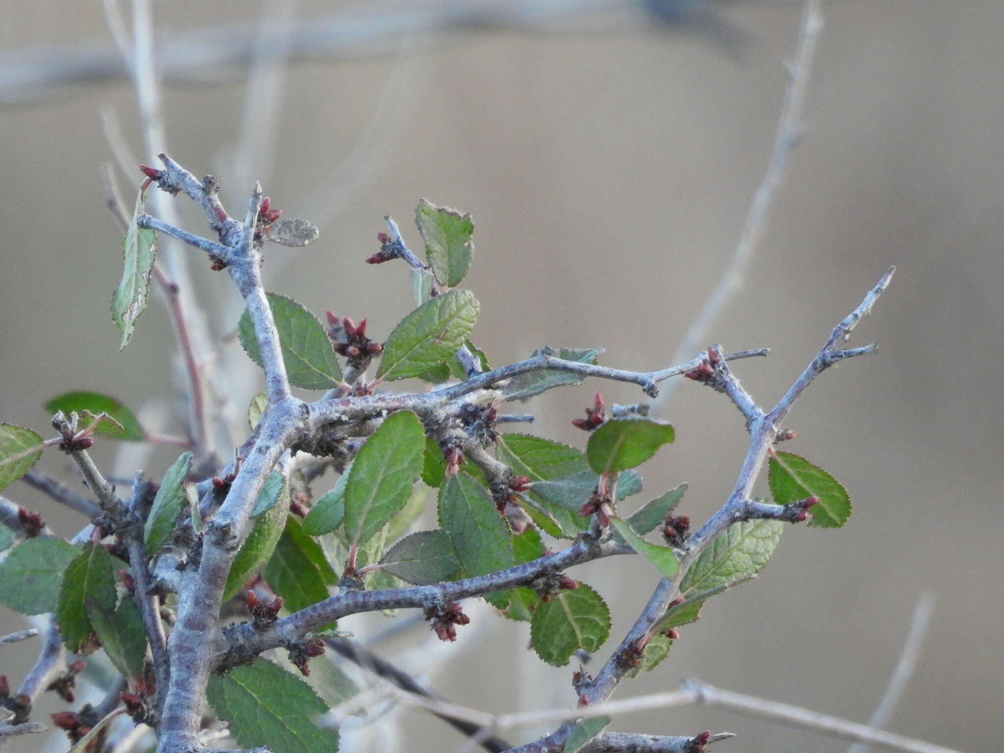 Plancia ëd Prunus texana Dietr.