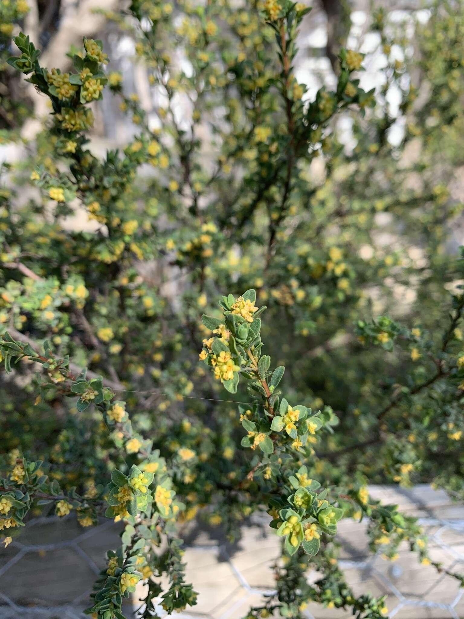 Image of Pimelea serpyllifolia subsp. serpyllifolia