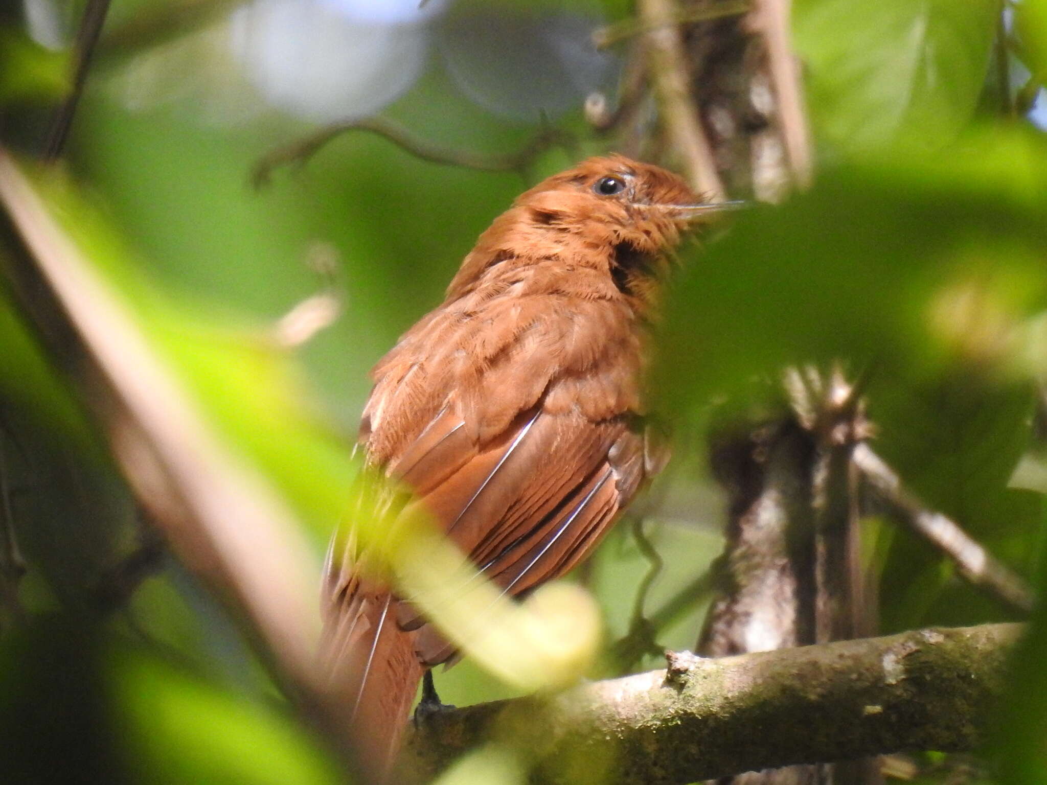 Plancia ëd Rhytipterna holerythra (Sclater, PL & Salvin 1860)