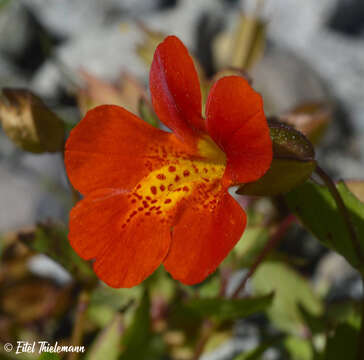 Image of Erythranthe cuprea (Dombrain) G. L. Nesom