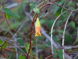 Image de Marianthus bignoniaceus F. Müll.