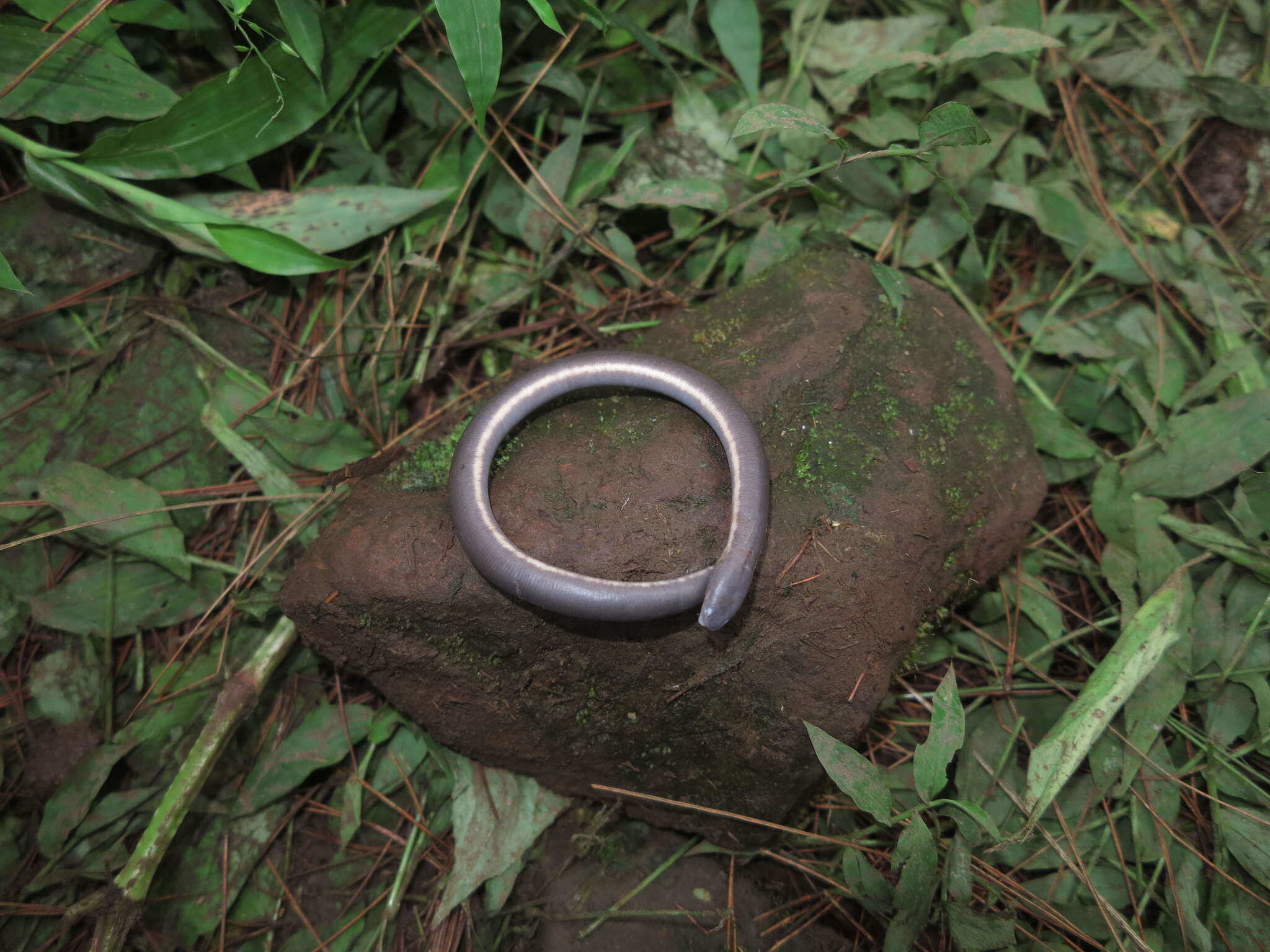 Image of Javan Caecilian