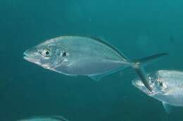 Image of Sand trevally