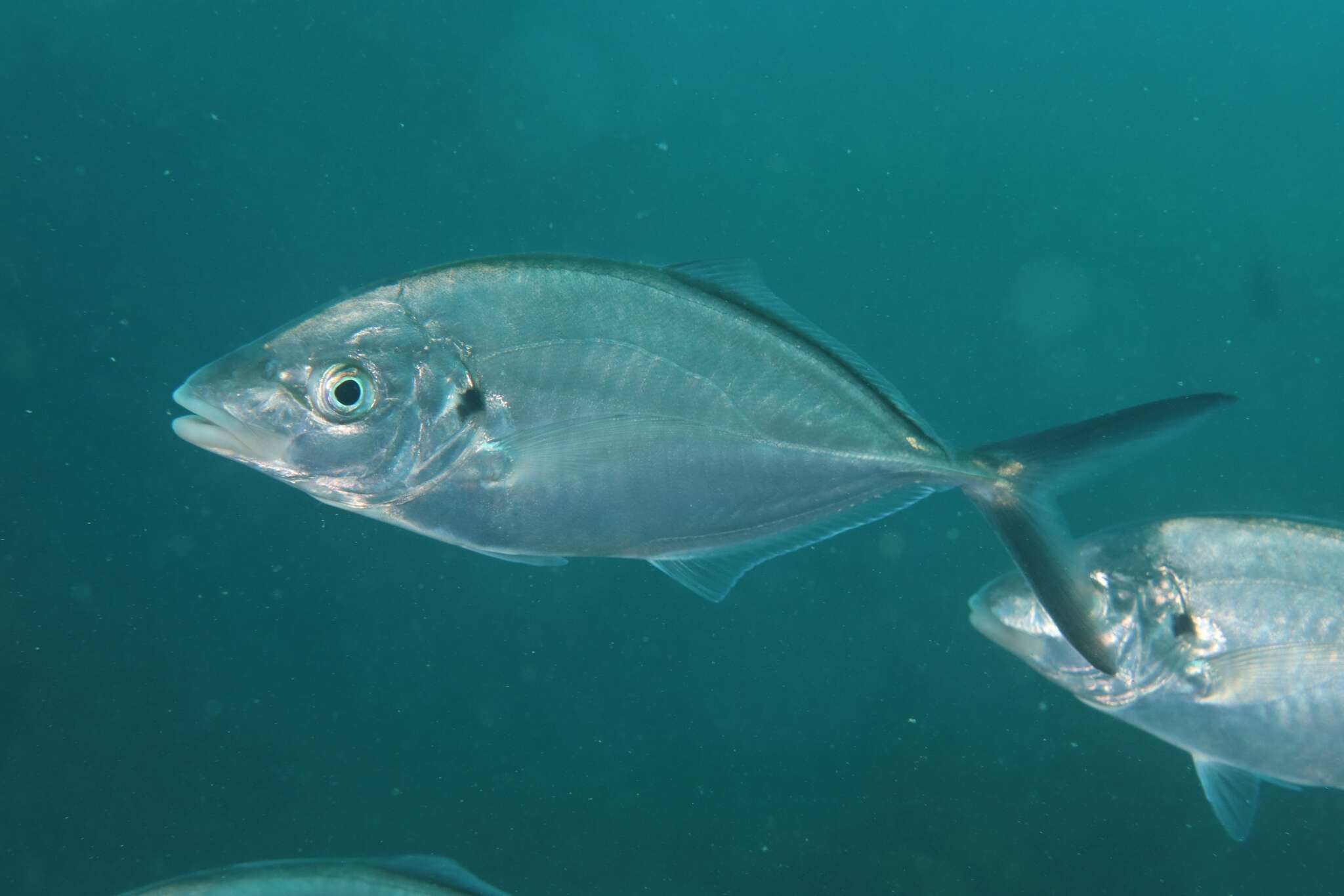 Image of Sand trevally