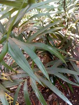 Image of Zamia loddigesii Miq.