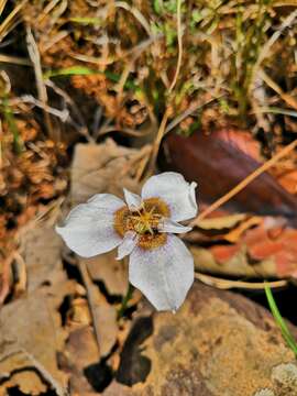 Image of Tigridia mexicana subsp. passiflora Molseed