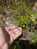 Image de Sisyrinchium fuscatum E. P. Bicknell