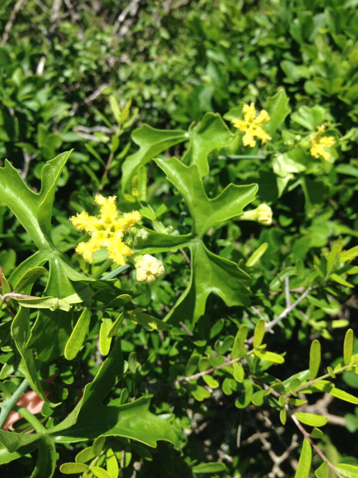 Image of Ibervillea lindheimeri (A. Gray) Greene