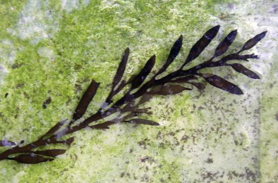 Image of <i>Halidrys siliquosa</i>