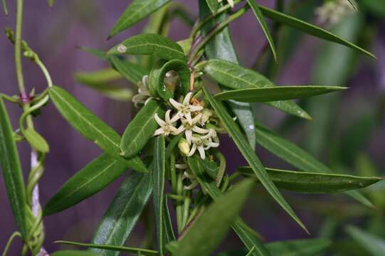 Image of MacCart's swallow-wort