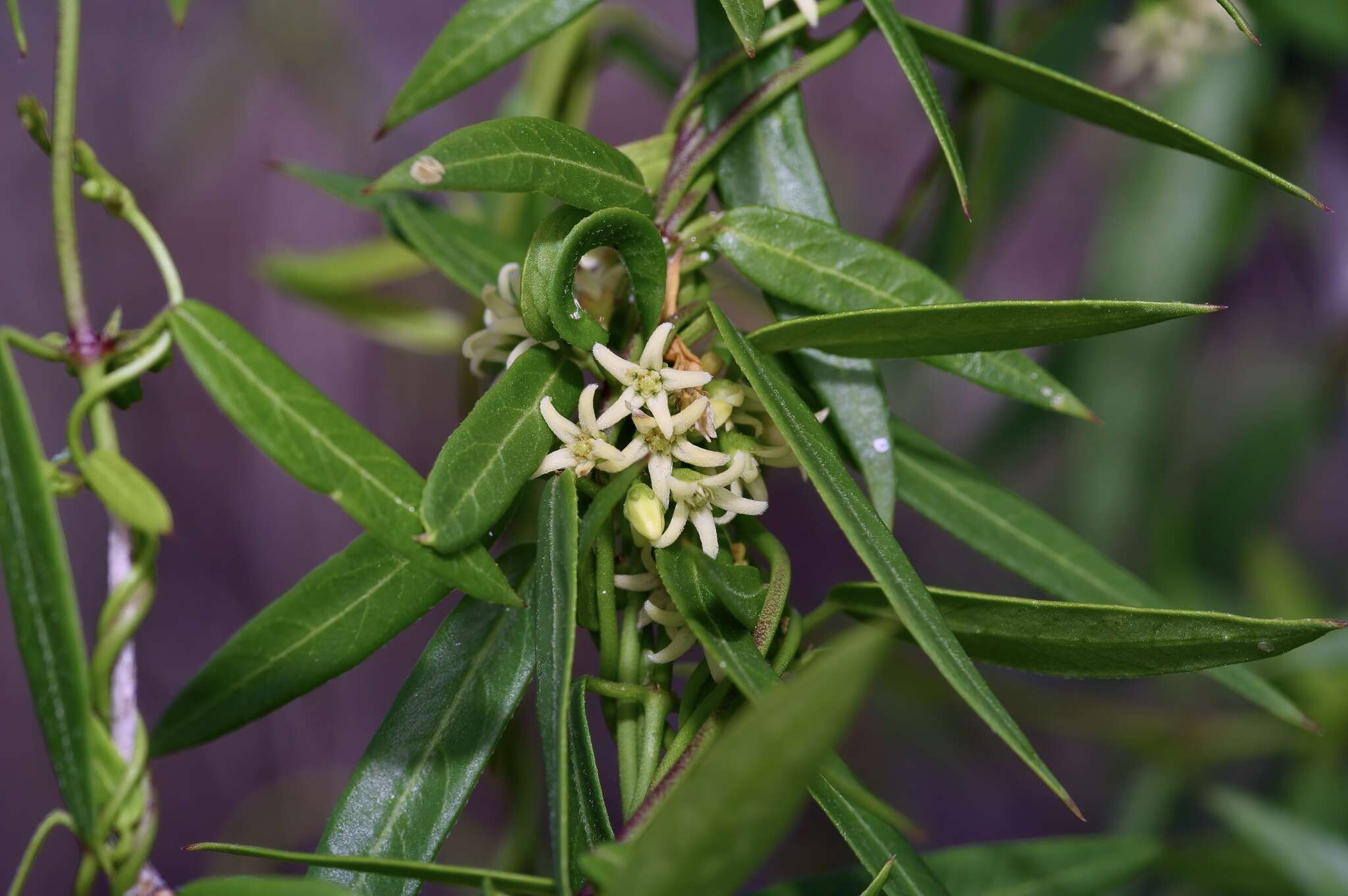 Cynanchum maccartii Shinners的圖片