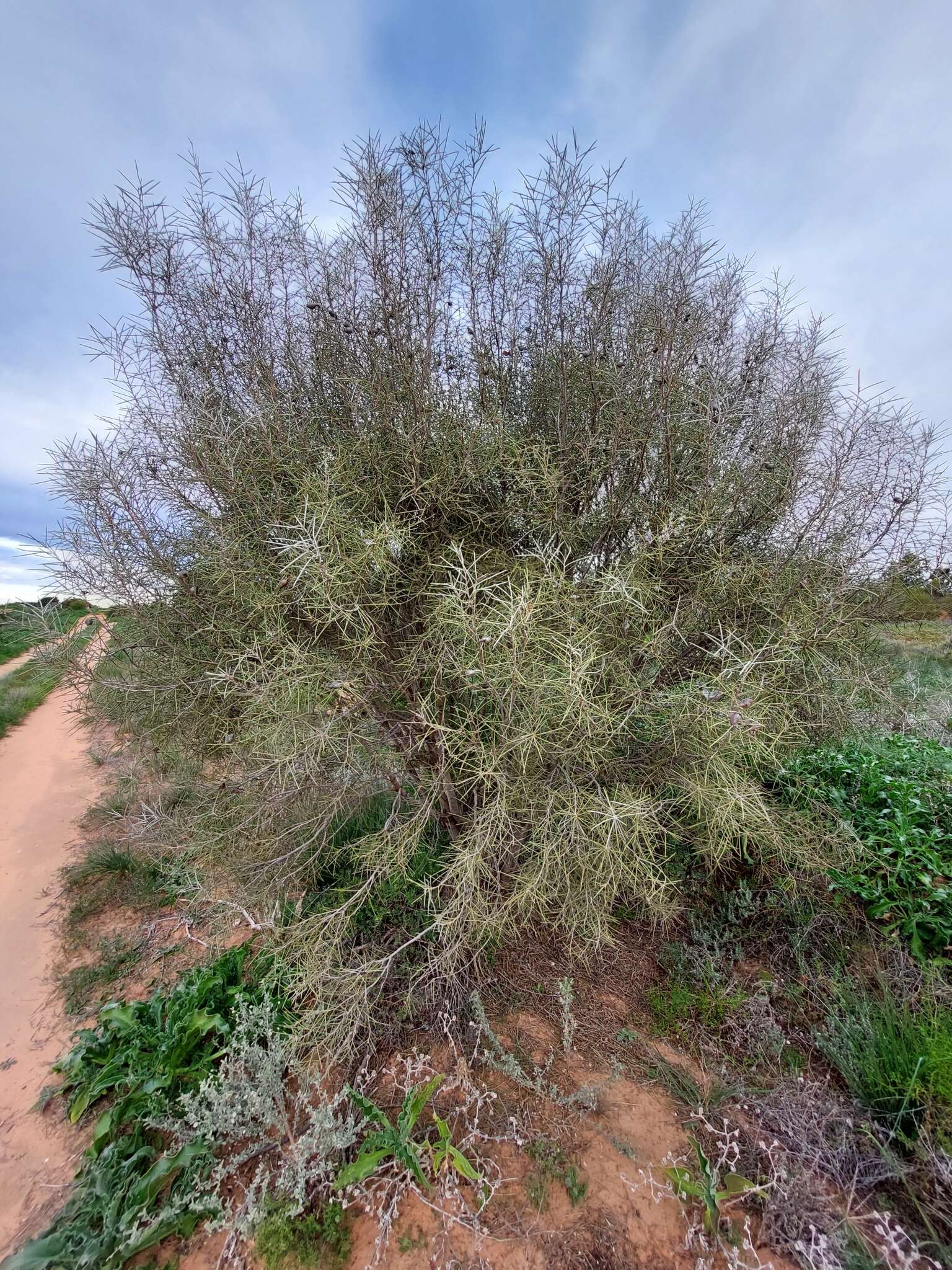 Image of Hakea leucoptera subsp. leucoptera