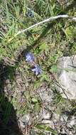 Image of Gentiana septemfida subsp. grossheimii (Doluch.) J. J. Halda