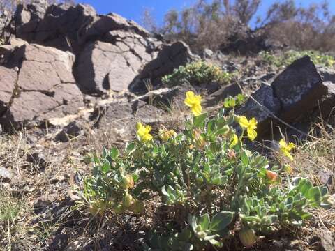 Image of Helianthemum canariense (Jacq.) Pers.