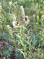 Image of Labrador Indian paintbrush