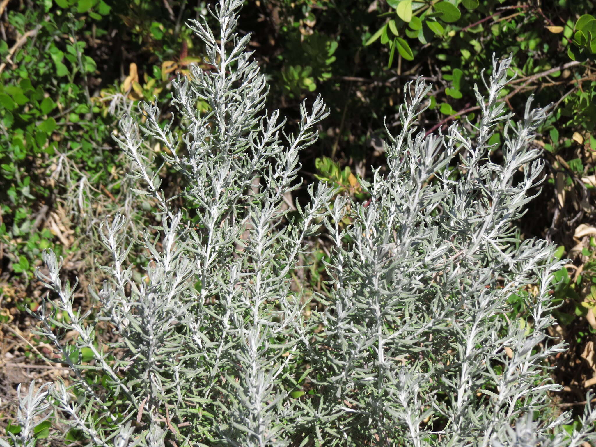 Image de Olearia axillaris (DC.) F. Müll.