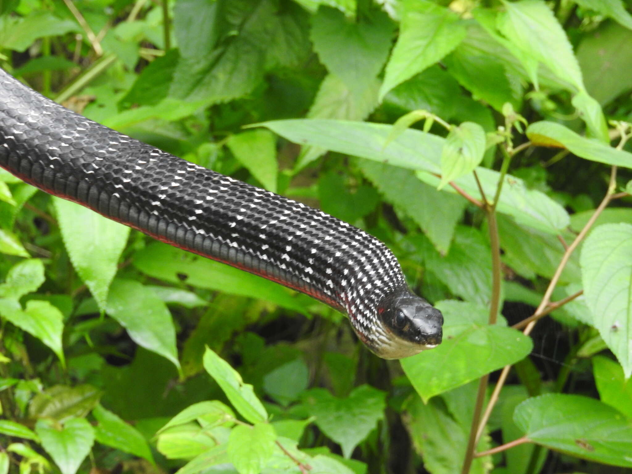 Image of Keeled Rat Snake