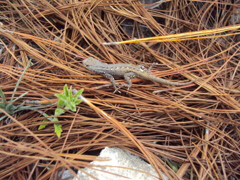 Image de Sceloporus megalepidurus Smith 1934