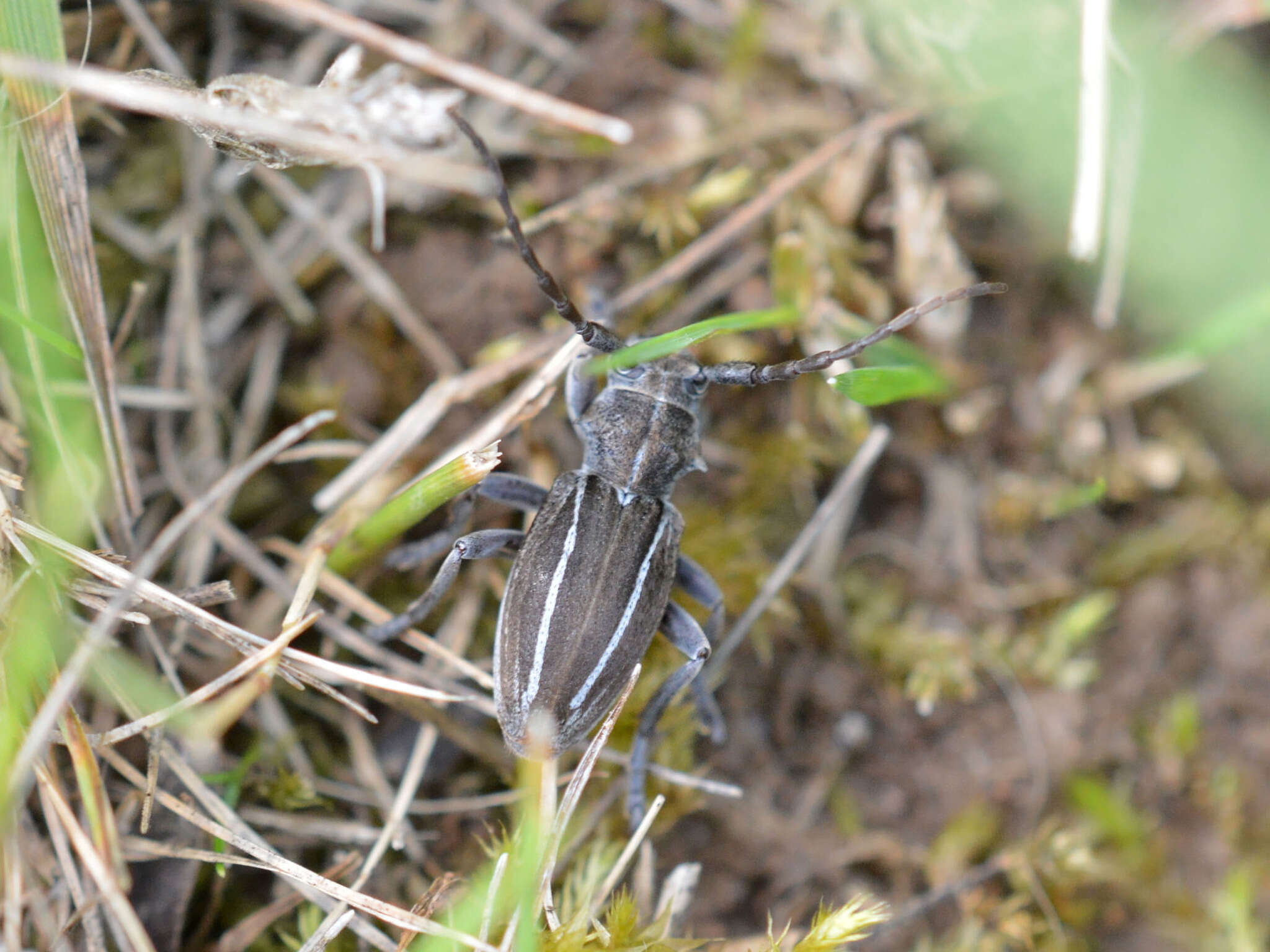 Image of Neodorcadion bilineatum (Germar 1824)