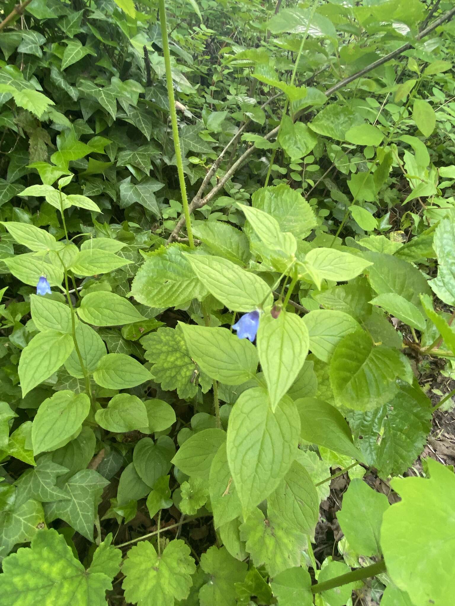 Imagem de Mertensia platyphylla A. A. Heller