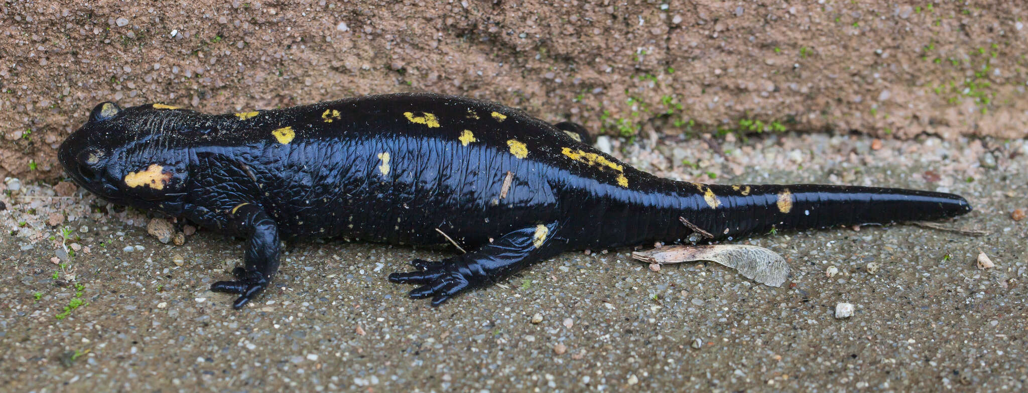 Image of Fire Salamanders