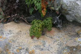 Image of Davallia chaerophylloides (Poir.) Steud.