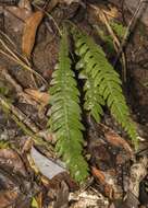 Sivun Austroblechnum lechleri subsp. lechleri kuva