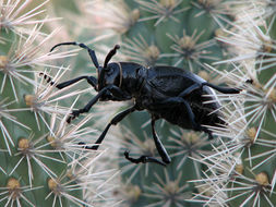 Image of cactus longhorn beetle