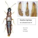 Image of Quedius (Raphirus) nigriceps Kraatz 1857