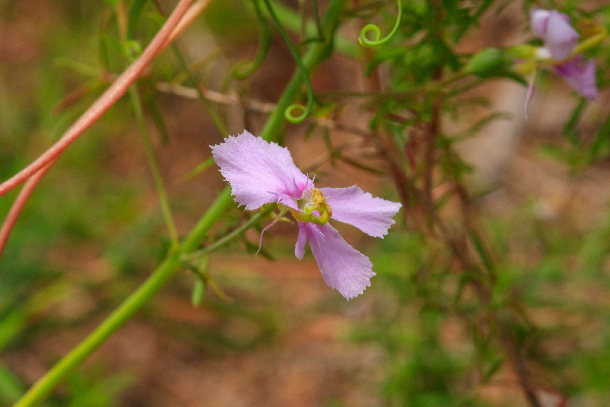 Image of Stylidium nymphaeum Wege